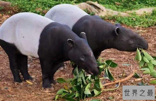 最奇特的东南亚动物,长鼻子短尾巴