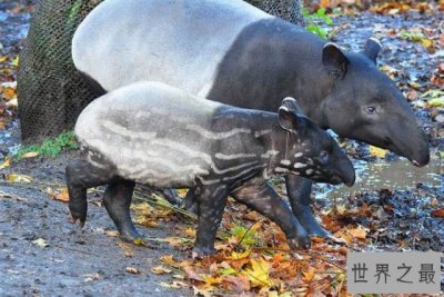 ​最奇特的东南亚动物，长鼻子短尾巴