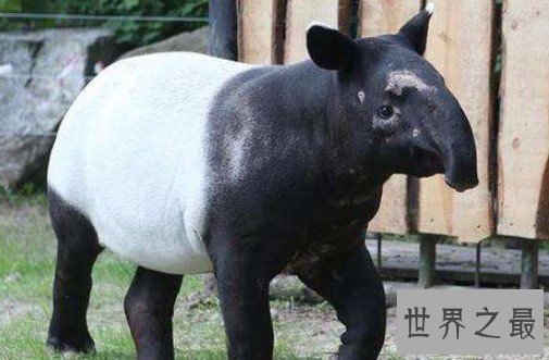 最奇特的东南亚动物,长鼻子短尾巴