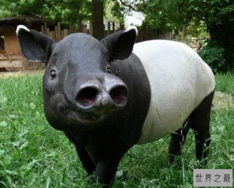 最奇特的东南亚动物,长鼻子短尾巴