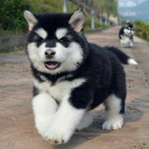 ​网友：我再也不养“阿拉斯加犬”了，原因有5个