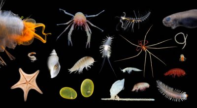 ​澳大利亚深海探险队“ROV SuBastian”机器人发现30种新物种 包括已知最长的