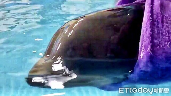 小花纹海豚被鲨鱼攻击搁浅台湾苏澳 获救后发出海豚音