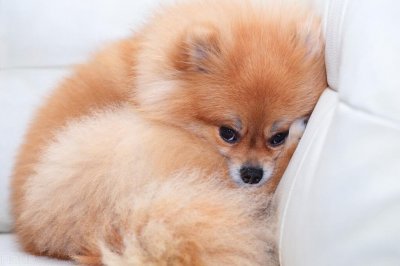 ​养宠经验：狗狗感冒了不吃药，可以自愈吗？能救吗