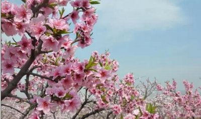 ​深圳仙湖植物园拍照攻略（据说深圳上班族）