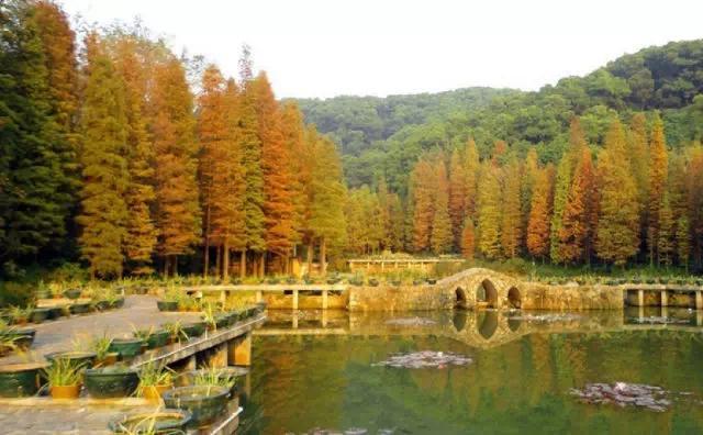 深圳仙湖植物园拍照攻略(据说深圳上班族)(2)