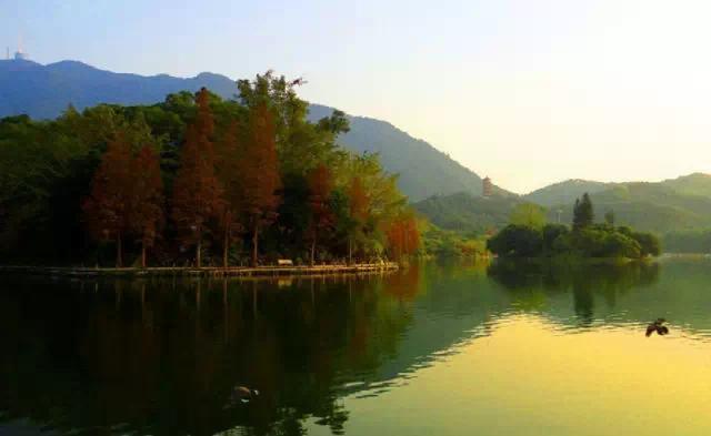 深圳仙湖植物园拍照攻略(据说深圳上班族)(3)