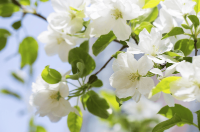 ​饭圈用语be怎么读 饭圈用语笨人什么意思