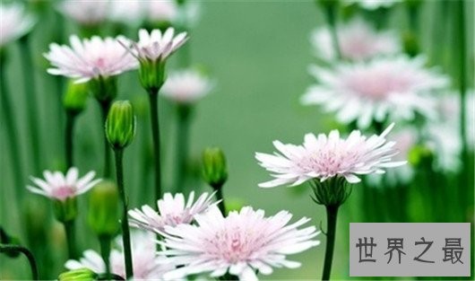 吉尼斯纪录世界上最长寿的人,长寿秘诀也不难嘛