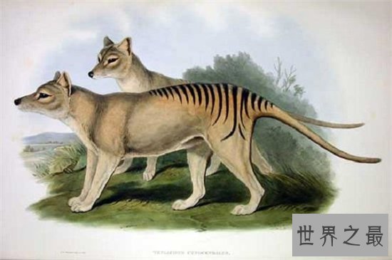 袋狼是一种夜行动物,早在多年前已无发现踪迹