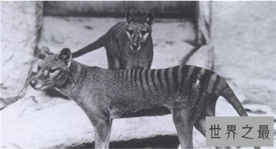 袋狼是一种夜行动物,早在多年前已无发现踪迹