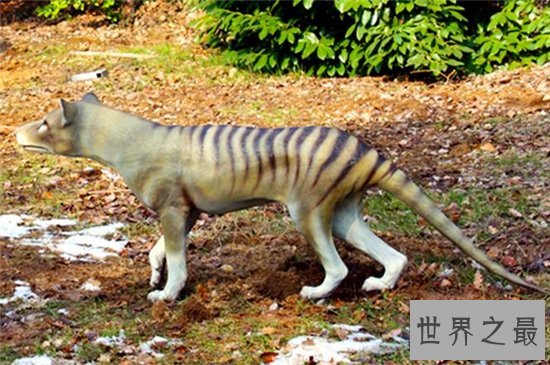 袋狼是一种夜行动物,早在多年前已无发现踪迹