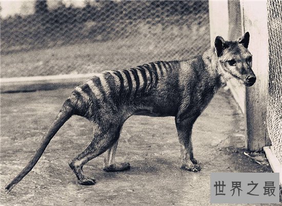 袋狼是一种夜行动物,早在多年前已无发现踪迹