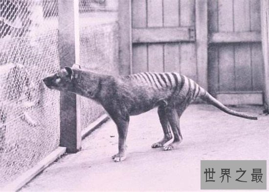 袋狼是一种夜行动物,早在多年前已无发现踪迹