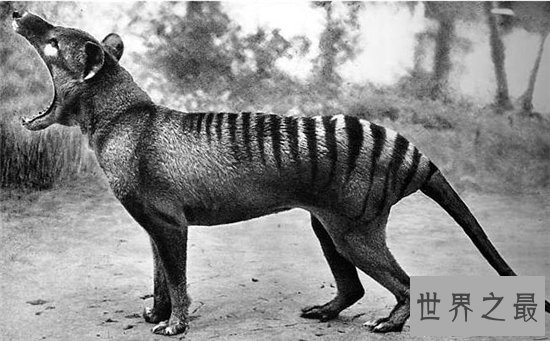 袋狼是一种夜行动物,早在多年前已无发现踪迹