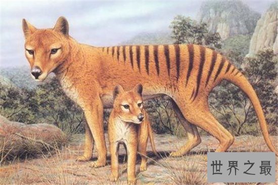 袋狼是一种夜行动物,早在多年前已无发现踪迹