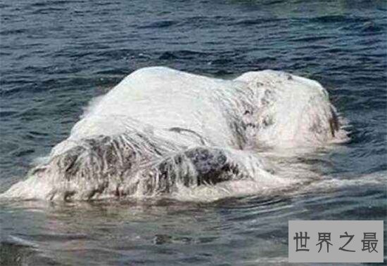 南非海怪浑身长满白毛,根据描述几乎确定是长毛鱼