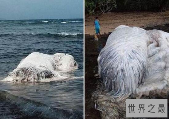 南非海怪浑身长满白毛,根据描述几乎确定是长毛鱼