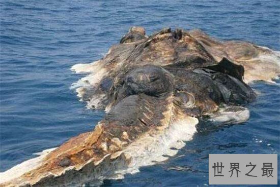 南非海怪浑身长满白毛,根据描述几乎确定是长毛鱼