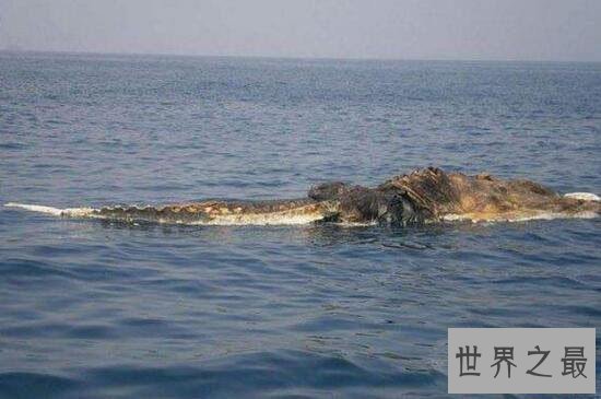 南非海怪浑身长满白毛,根据描述几乎确定是长毛鱼