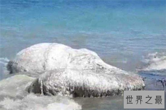 南非海怪浑身长满白毛,根据描述几乎确定是长毛鱼