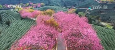 ​三月春暖 花开烂漫 漫卷春色在神州大地渐次铺展