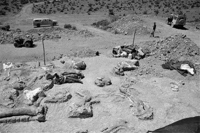 ​杏齿龙：草食性恐龙（主要生活在侏罗纪发现于1947年）