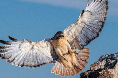 ​鹦鹉的天敌是什么?伯劳鸟(仅20厘米却被称小屠夫)