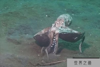 ​最了不起的鱿鱼 像猴子一样灵活可以爬树(捷树鱿)