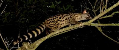 ​福建2022年首次记录到“九节狸”，长着老鼠头，却是猫的身体？