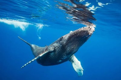 ​女子澳洲浮潜遇座头鲸母子 惨遭30吨巨大身躯冲撞像被车辗