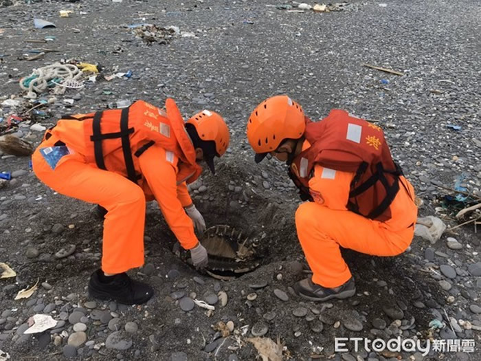 海巡署第六岸巡队第六三岸巡中队人员协助就地掩埋海龟 。（图／记者陈昆福翻摄）