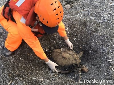 ​两只保育类绿蠵龟命丧台湾屏东县牡丹湾岸际 死因不明就地掩埋