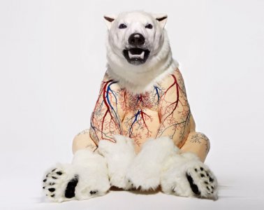 ​来自动物天下的骷髅桑