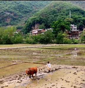 ​农活介绍之一犁田