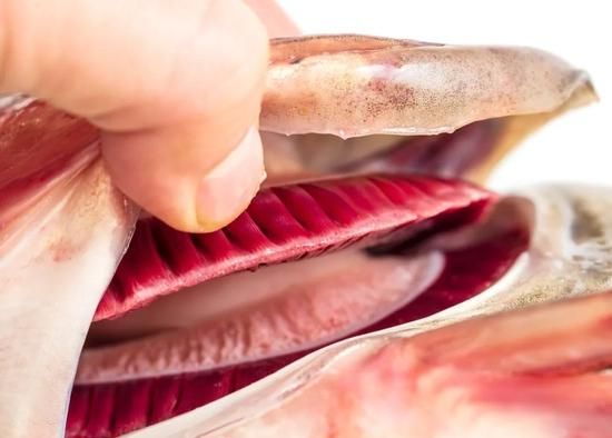 剁椒鱼头里面一团白色的是鱼鳃吗