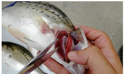 ​鱼鳃里面白色像弹簧能吃吗，鲫鱼鱼鳃成灰白色还能吃吗？