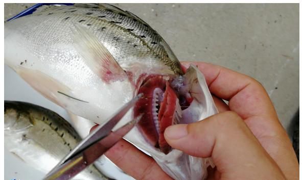 鲫鱼鱼鳃成灰白色还能吃吗