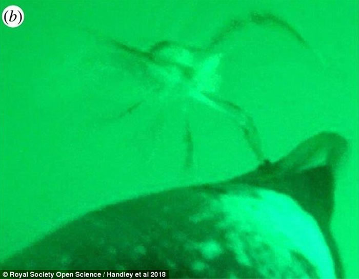 南美洲福克兰群岛深海7厘米长小龙虾挥钳击退巴布亚企鹅