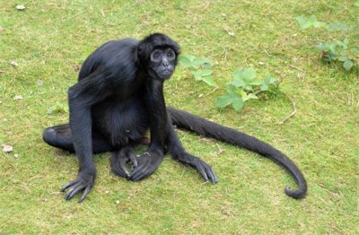 ​动物的尾巴都有什么作用用处，你知道吗？