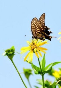 ​蝴蝶是什么意思