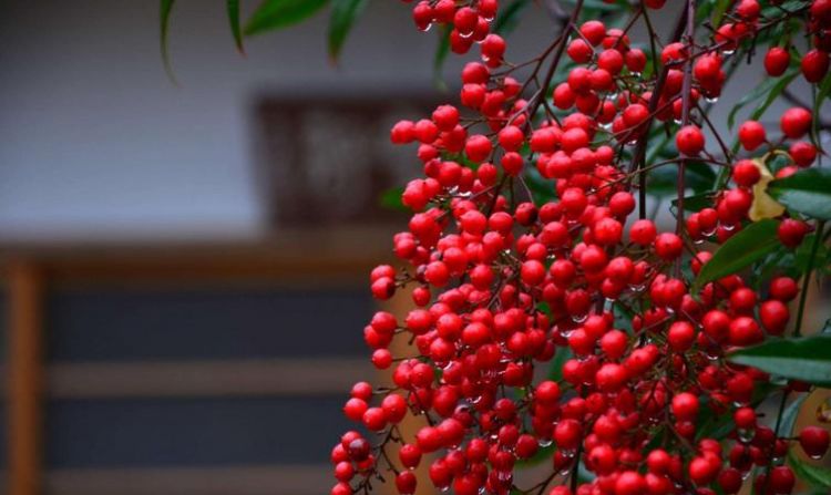 相思豆是相思树上结的吗