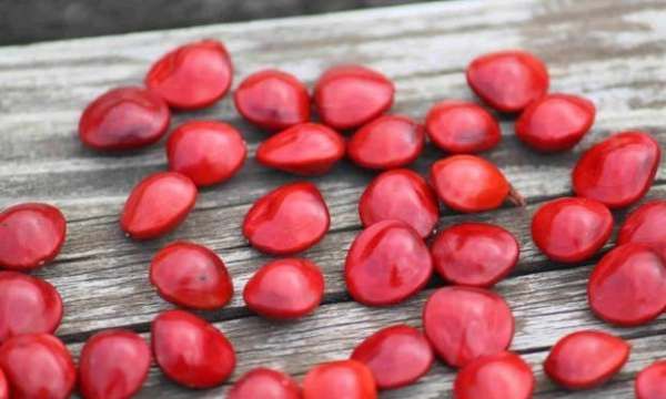 相思豆是什么树的果实,愿君多采顾此物最相思图4