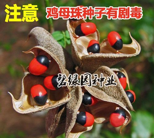 愿君多采顾此物最相思