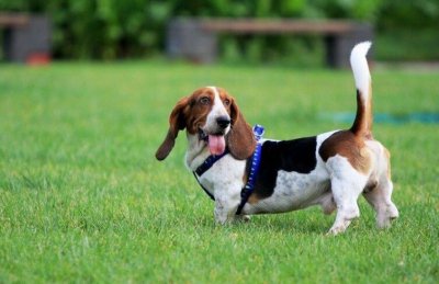 ​由血犬直接演化而来，法国短脚猎犬巴吉度犬介绍