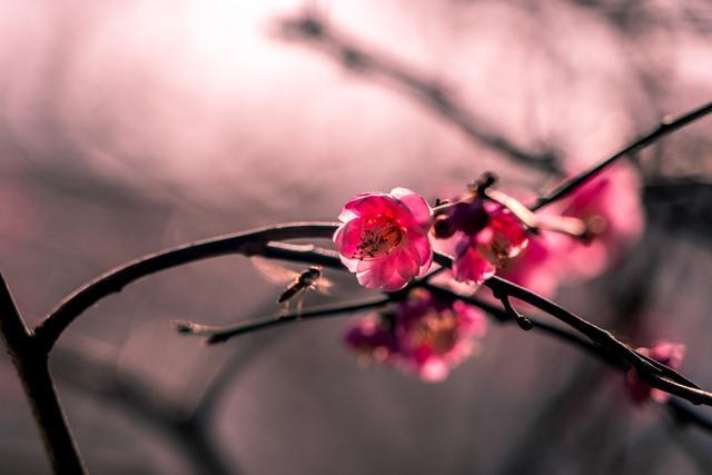 大理丽江交通攻略(大理攻略之出行交通篇)(2)