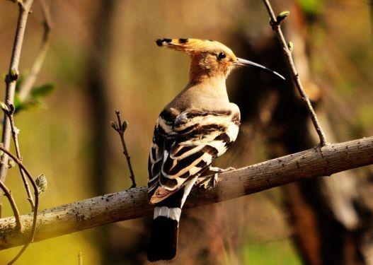 在乡下，戴胜鸟又被称为“棺材鸟”，为何它们身上总是臭臭的？