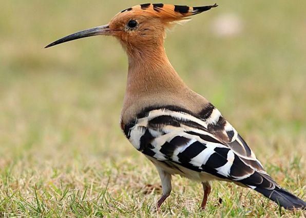 在乡下，戴胜鸟又被称为“棺材鸟”，为何它们身上总是臭臭的？