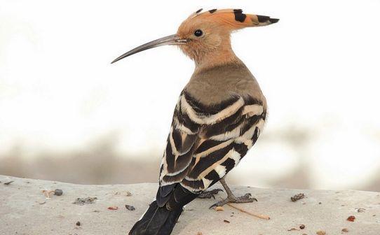 在乡下，戴胜鸟又被称为“棺材鸟”，为何它们身上总是臭臭的？