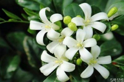 ​九里香是一种什么植物呢 九里香有什么作用呢
